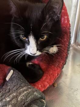Domestic Short Hair Cats Available for Adoption - Cruella | PetCurious