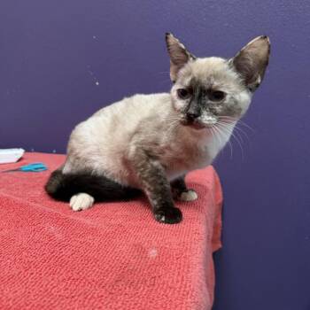 Siamese Cats Available for Adoption in Englewood, Florida - Koko | PetCurious