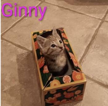 Ginny -  Domestic Short Hair Cat for Adoption in Crown Point, Indiana - Ginny | PetCurious