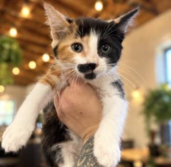 Kelly -  Calico Cat for Adoption in Santa Cruz, California - Kelly | PetCurious