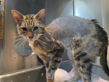 Domestic Short Hair Cats Available for Adoption in Martinez, California - PIPER | PetCurious