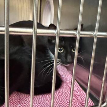 Dahlia -  Domestic Short Hair Cat for Adoption in Newark, New Jersey - Dahlia | PetCurious