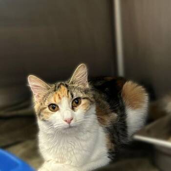 Domestic Medium Hair Cats Available for Adoption - Sausage Link | PetCurious