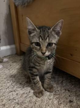 Flint -  Domestic Short Hair Cat for Adoption in Salisbury, North Carolina - Flint | PetCurious