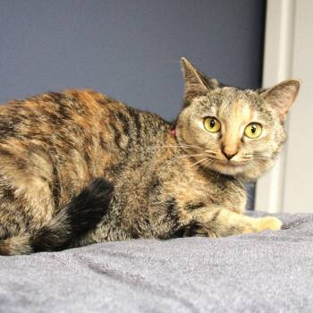 Domestic Short Hair Cats Available for Adoption in Lakeland, Florida - Dapple | PetCurious