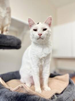 Domestic Short Hair Cats Available for Adoption in Boise, Idaho - Penny | PetCurious