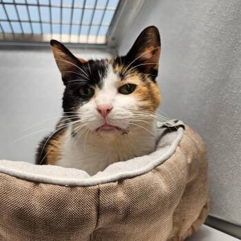 Disco -  Domestic Short Hair Cat for Adoption in Oneonta, New York - Disco | PetCurious
