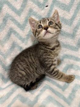 Taffy Breech (available early August) -  Domestic Short Hair Cat for Adoption in Galt, California - Taffy Breech (available Early August) | PetCurious
