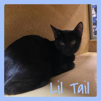 LIL TAIL -  Tabby Cat for Adoption in Lawton, Oklahoma - LIL TAIL | PetCurious