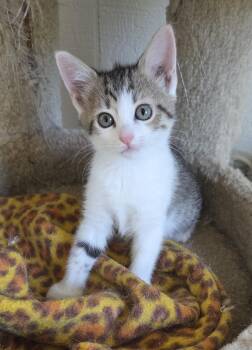 Blossom Shewman (sweet and beautiful girl) -  Domestic Short Hair Cat for Adoption in Stowe, Pennsylvania - Blossom Shewman (sweet And Beautiful Girl) | PetCurious