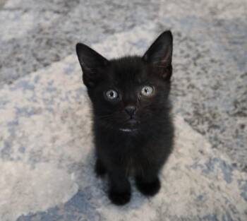 Domestic Short Hair Cats Available for Adoption in Rossville, Tennessee - Grimlock | PetCurious