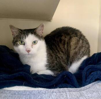 Arthur -  Domestic Short Hair and American Shorthair Cat for Adoption in Leadville, Colorado - Arthur | PetCurious