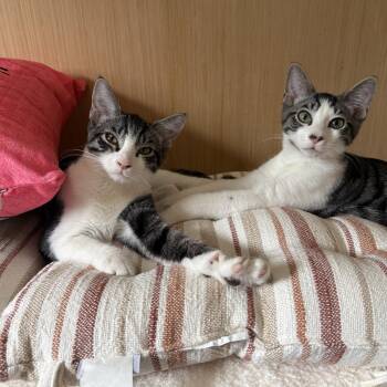 Chips and Queso -  Domestic Short Hair Cat for Adoption in Avondale, Pennsylvania - Chips And Queso | PetCurious