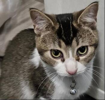Rescue American Shorthair Cats for Adoption in Evans City, Pennsylvania - Sully | PetCurious