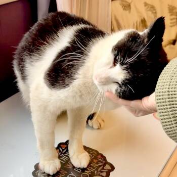 Queso -  Domestic Short Hair Cat Available for Adoption in Syracuse, New York - Queso | PetCurious