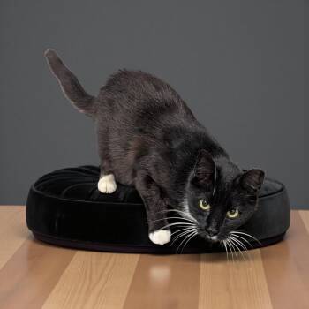Mel -  Domestic Short Hair Cat for Adoption in Chuckey, Tennessee - Mel | PetCurious