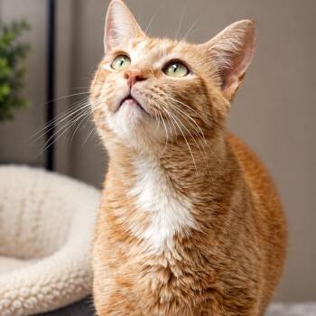 Marigold -  Domestic Short Hair Cat for Adoption in Grayling, Michigan - Marigold | PetCurious