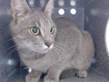 CHAI -  Domestic Short Hair Cat for Adoption in Salinas, California - CHAI | PetCurious