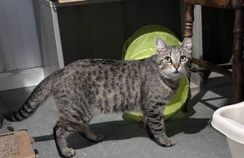Domestic Short Hair Cats Available for Adoption - Simon | PetCurious