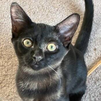 Destiny -  Domestic Short Hair Cat for Adoption in Atlanta, Georgia - Destiny | PetCurious