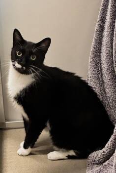 Berlioz -  Domestic Short Hair Cat for Adoption in Alexandria, Virginia - Berlioz | PetCurious