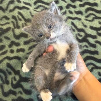 Domestic Short Hair Cats Available for Adoption in Austin, Texas - Jolly Peep 4 | PetCurious