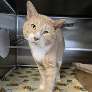 Domestic Short Hair Cats Available for Adoption in Watertown, Wisconsin - Butterbean | PetCurious