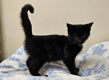 Linus -  Domestic Medium Hair Cat for Adoption in Fremont, Ohio - Linus | PetCurious