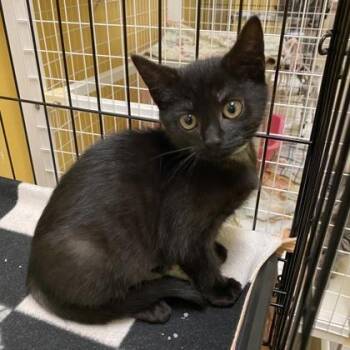 Spock -  Domestic Short Hair Cat for Adoption in Richmond, Virginia - Spock | PetCurious