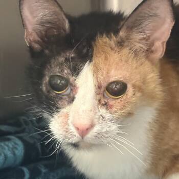 Cleffa -  Domestic Short Hair Cat for Adoption in Salt Lake City, Utah - Cleffa | PetCurious