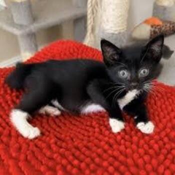 Panda -  Domestic Short Hair Cat for Adoption in Jupiter, Florida - Panda | PetCurious