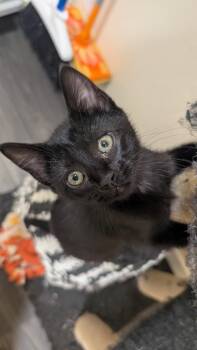 Scribble -  Domestic Short Hair Cat for Adoption in Logan, Utah - Scribble | PetCurious