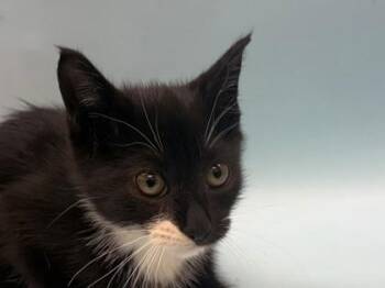 Blackstone -  Domestic Short Hair Cat for Adoption in Woodbury, Minnesota - Blackstone | PetCurious