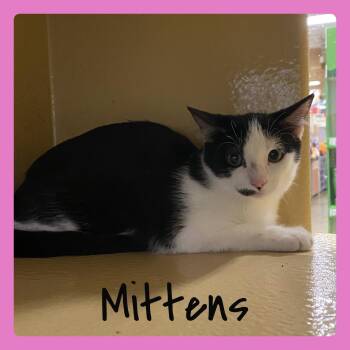 MITTENS -  Tabby Cat for Adoption in Lawton, Oklahoma - MITTENS | PetCurious