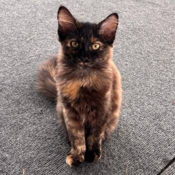 FOUND 18th St SW, Owatonna, MN - in the country near Kibble Equi -  Domestic Medium Hair Cat for Adoption in Rochester, Minnesota - FOUND 18th St SW, Owatonna, MN - In The Country Near Kibble Equi | PetCurious