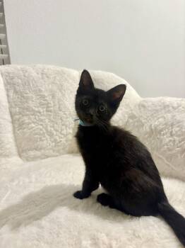 Blue (1522) -  Domestic Short Hair Cat for Adoption in Zephyrhills, Florida - Blue (1522) | PetCurious