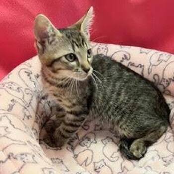 Erie -  Tabby Cat for Adoption in Green Valley, Arizona - Erie | PetCurious