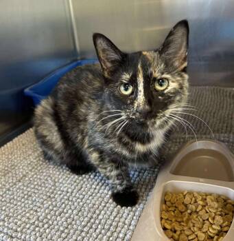 Rescue Domestic Short Hair Cats for Adoption in Maryville, Missouri - Firework | PetCurious