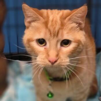 CLARABELLE -  Domestic Short Hair Cat for Adoption in Loveland, Colorado - CLARABELLE | PetCurious