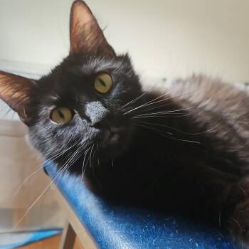 Domestic Short Hair Cats Available for Adoption in Columbia, Missouri - Warrior 2 | PetCurious