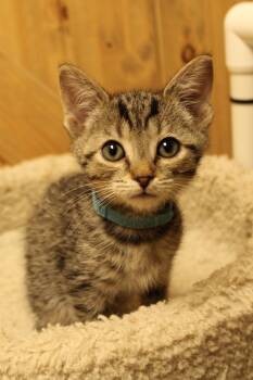 Rescue Domestic Short Hair Cats for Adoption in Urbana, Ohio - Milo | PetCurious