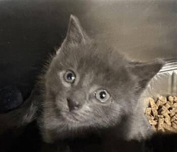 SPRINKLE -  Domestic Short Hair Cat for Adoption in Aliquippa, Pennsylvania - SPRINKLE | PetCurious