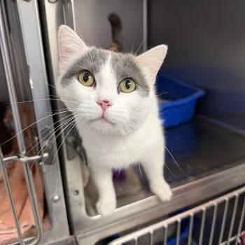 Domestic Short Hair Cats Available for Adoption in Geneseo, Illinois - Helmet Kitty | PetCurious