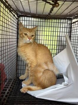A2794088 -  Domestic Short Hair Cat for Adoption in Doral, Florida - A2794088 | PetCurious