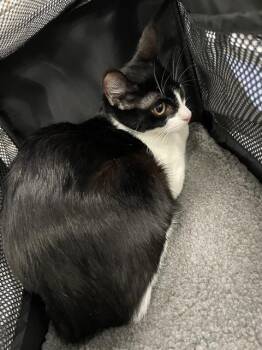 A137561 -  Domestic Short Hair Cat for Adoption in Palmetto, Florida - A137561 | PetCurious