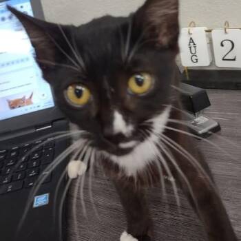 Lilly -  Domestic Short Hair Cat for Adoption in Hannibal, Missouri - Lilly | PetCurious