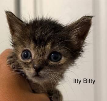 Rescue Domestic Short Hair Cats for Adoption in Anderson, Indiana - Itty Bitty | PetCurious