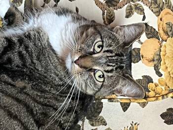 Rescue Domestic Short Hair Cats for Adoption in Westfield, New Jersey - Pheobe | PetCurious