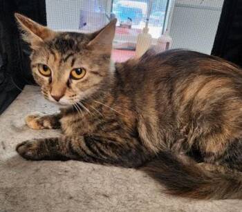 Sweetie $50 -  Domestic Medium Hair and Domestic Short Hair Cat for Adoption in Seneca, South Carolina - Sweetie $50 | PetCurious