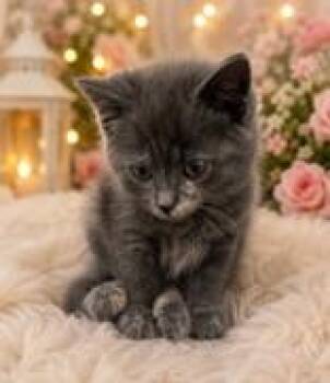 Fatima -  Domestic Short Hair Cat for Adoption in Portsmouth, Ohio - Fatima | PetCurious